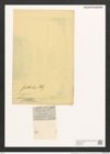 Gomphonema subtile Ehr. (de-Toni-Nr.: Genus 37, Species 1730) Zeichnungen Sammlung Grunow (NHMW-BOT-W0370890)